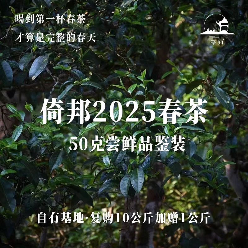 亭知2025年倚邦头春普洱春茶春茶50g尝鲜品鉴装