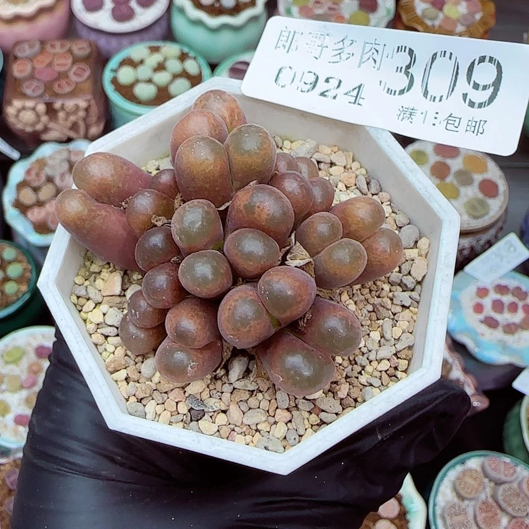生石花18包邮0924-309