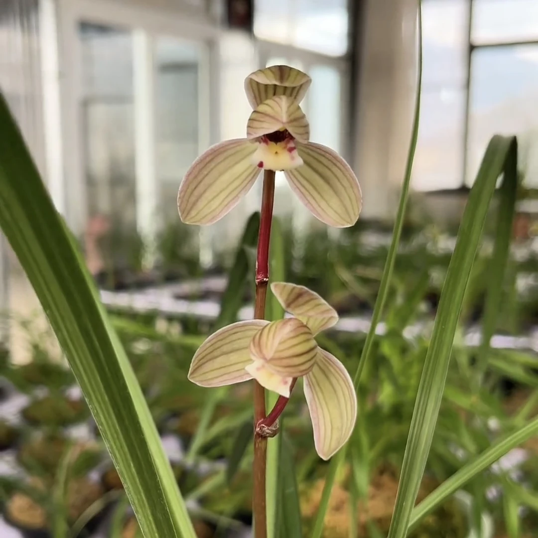 莲瓣兰神荷3苗连体云南原生老种花期带花顺丰包邮
