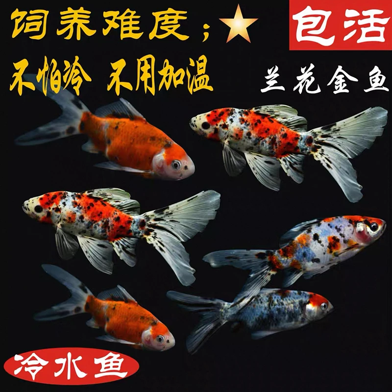 冷水金鱼兰花锦鲤鱼招财鱼新手好养耐活淡水兰寿鱼泰狮鱼练手鱼