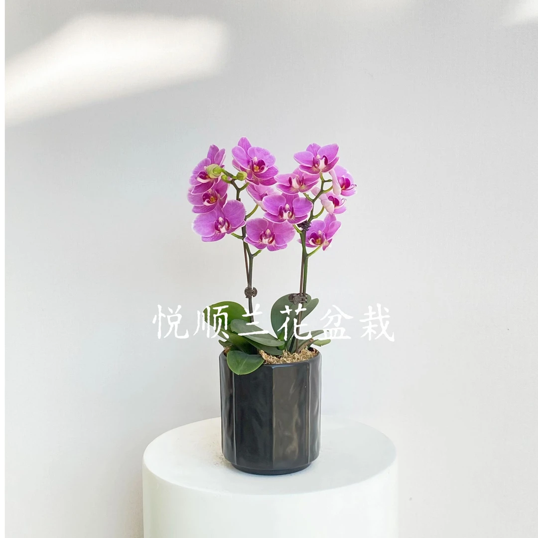 蝴蝶兰 桃汐 花期长 桌面花