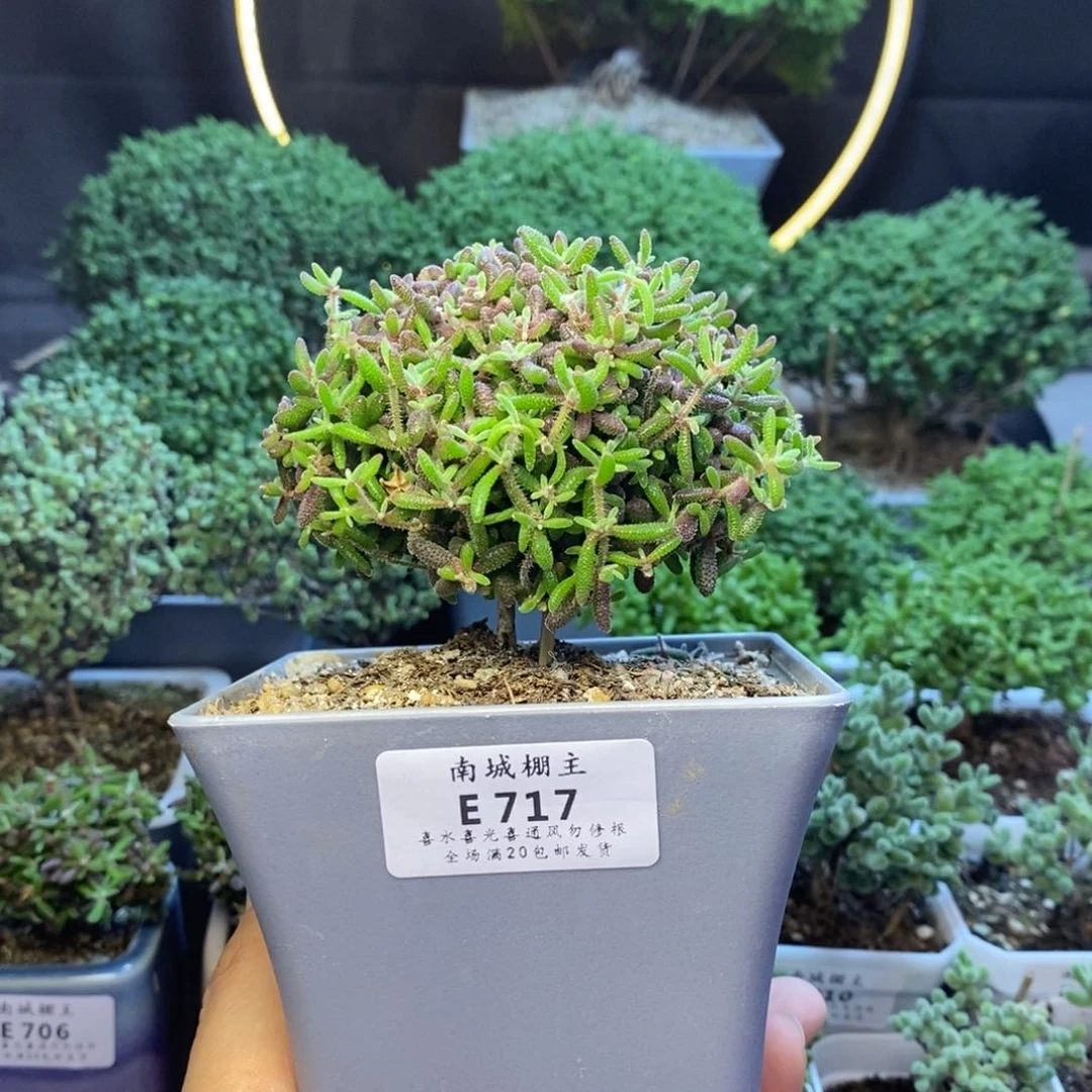 麗*717红麒麟枝干番杏