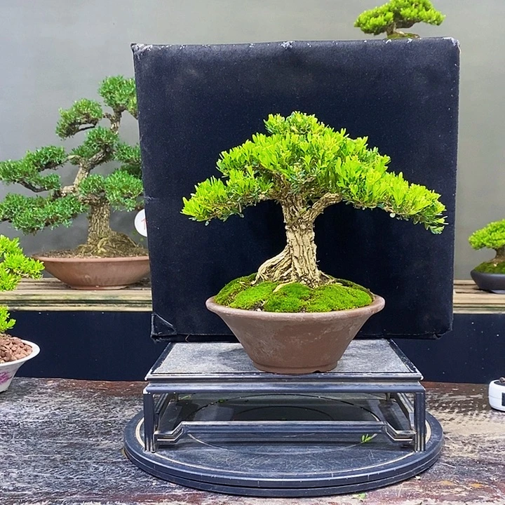 无花朵M黄杨盆景四季常青