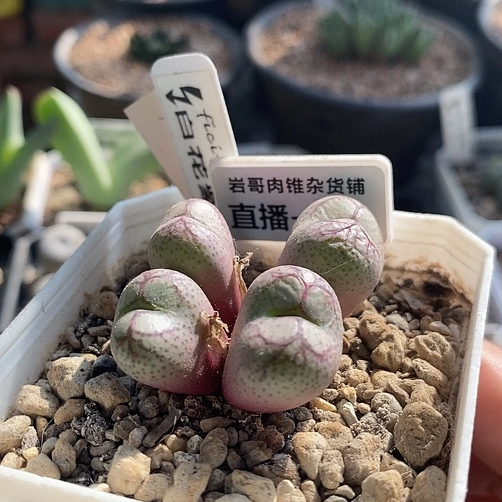 岛田种源白花紫猴4头群