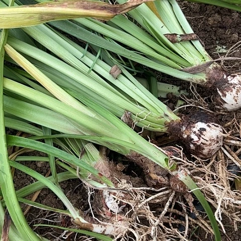 杂交五➕五颗开花不售后