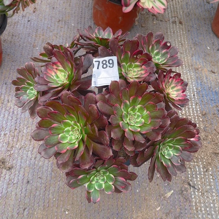 多肉黑金刚法师789