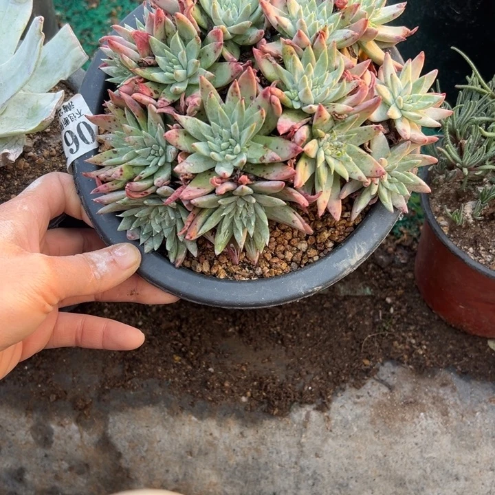 61号白菊杂交多肉植物