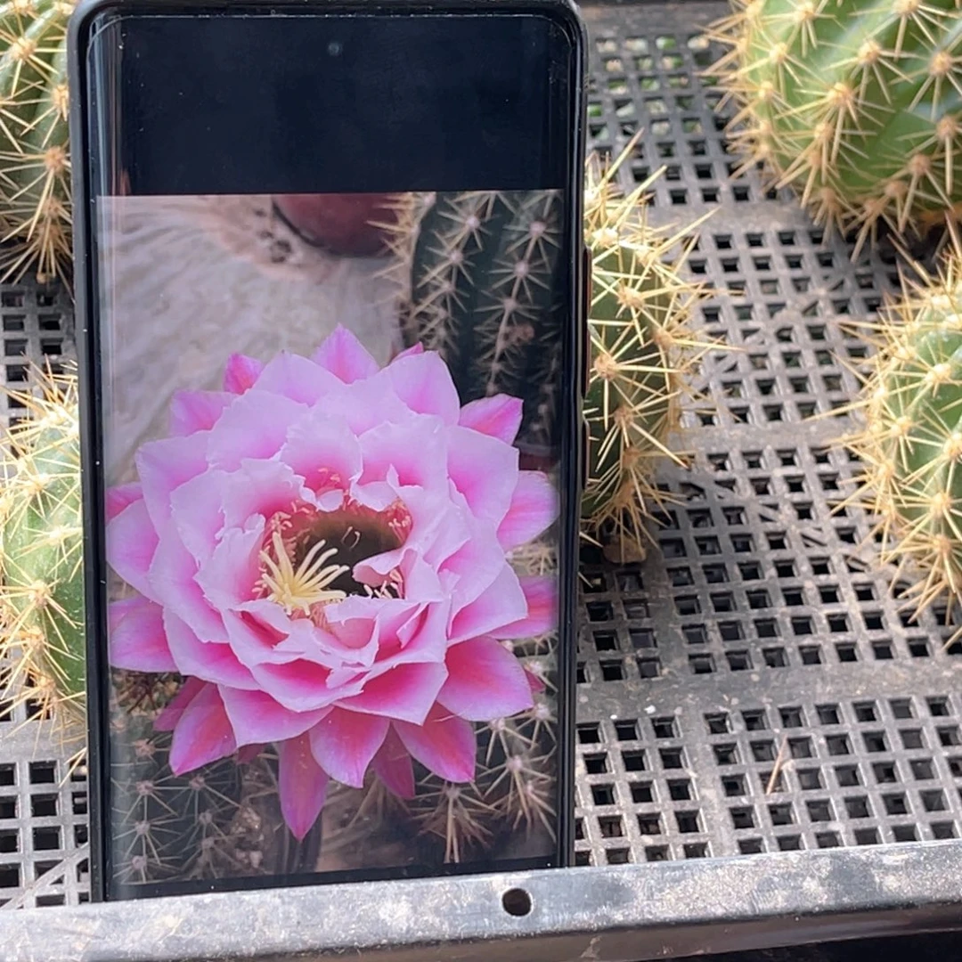 毛 仙女侧芽 歪 满20包邮