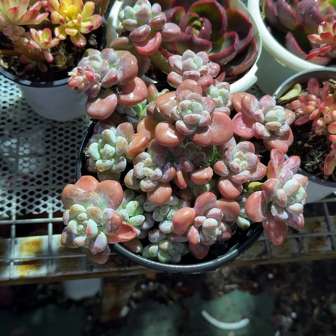 大号红洛神多肉植物