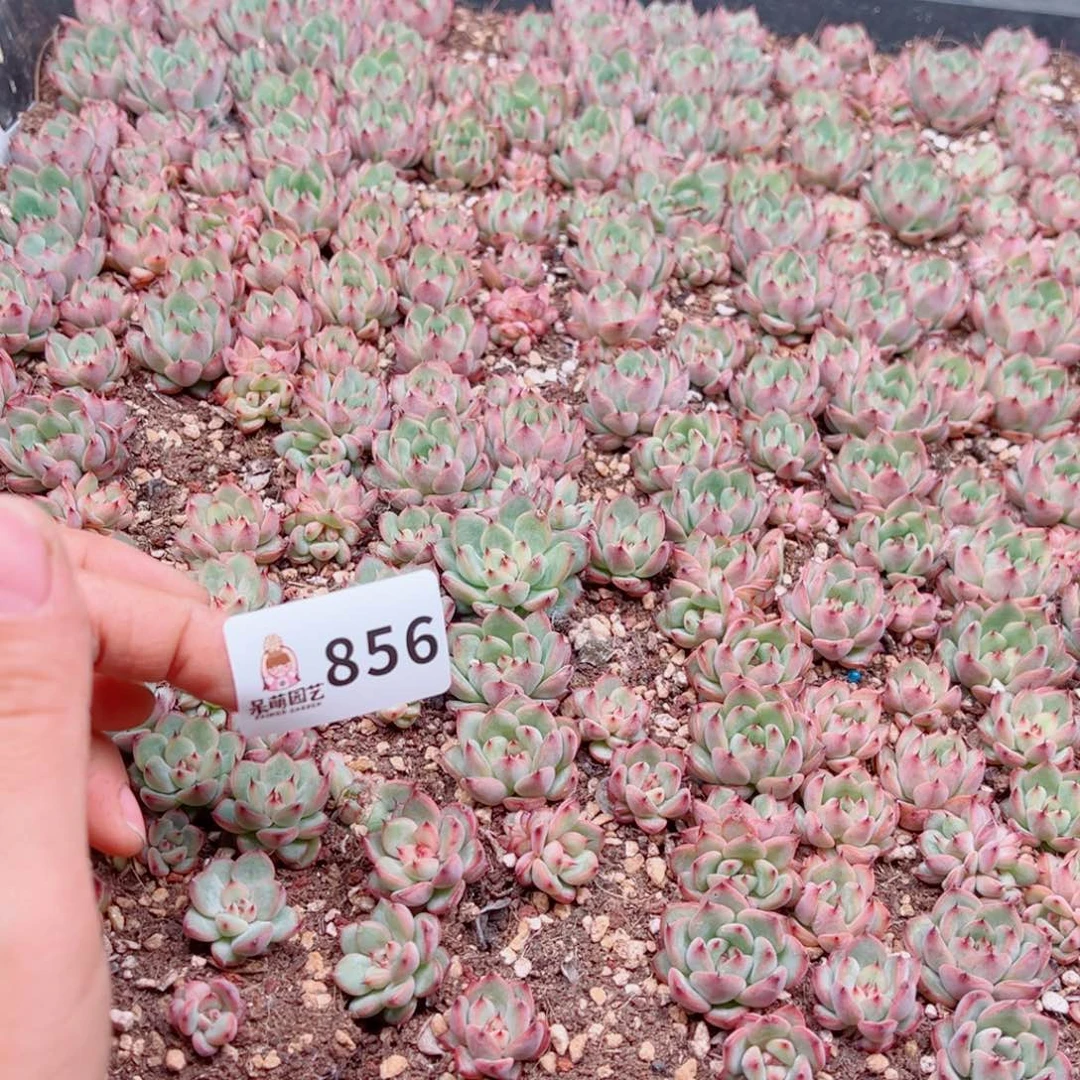 清***多肉植物多肉植物