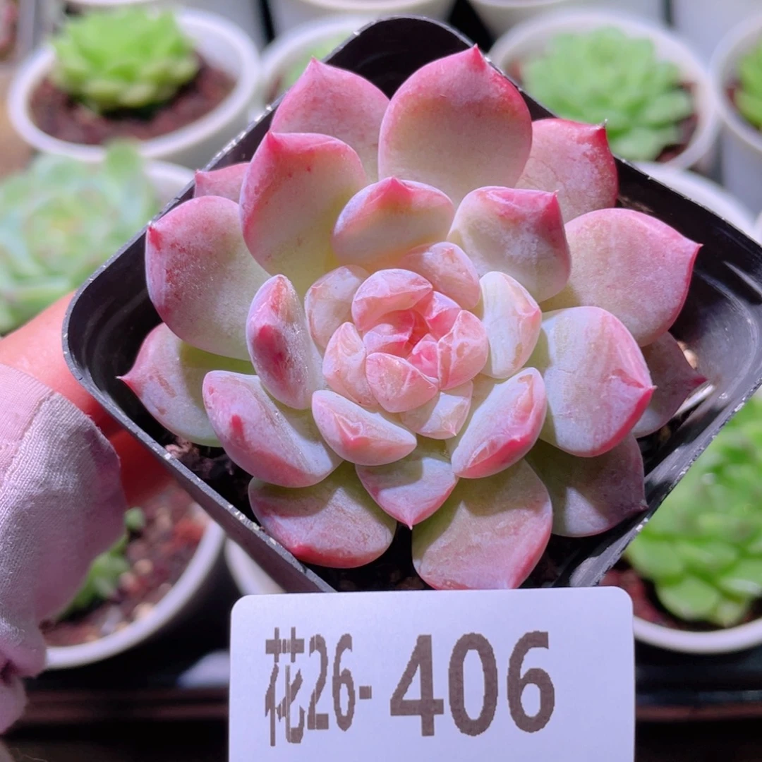 花利美26-406新品