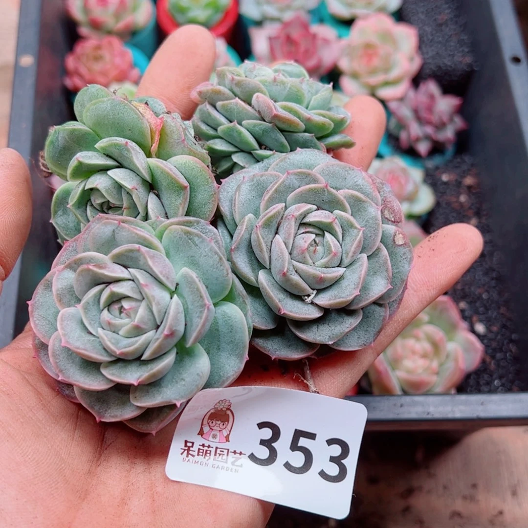 多肉植物多肉植物