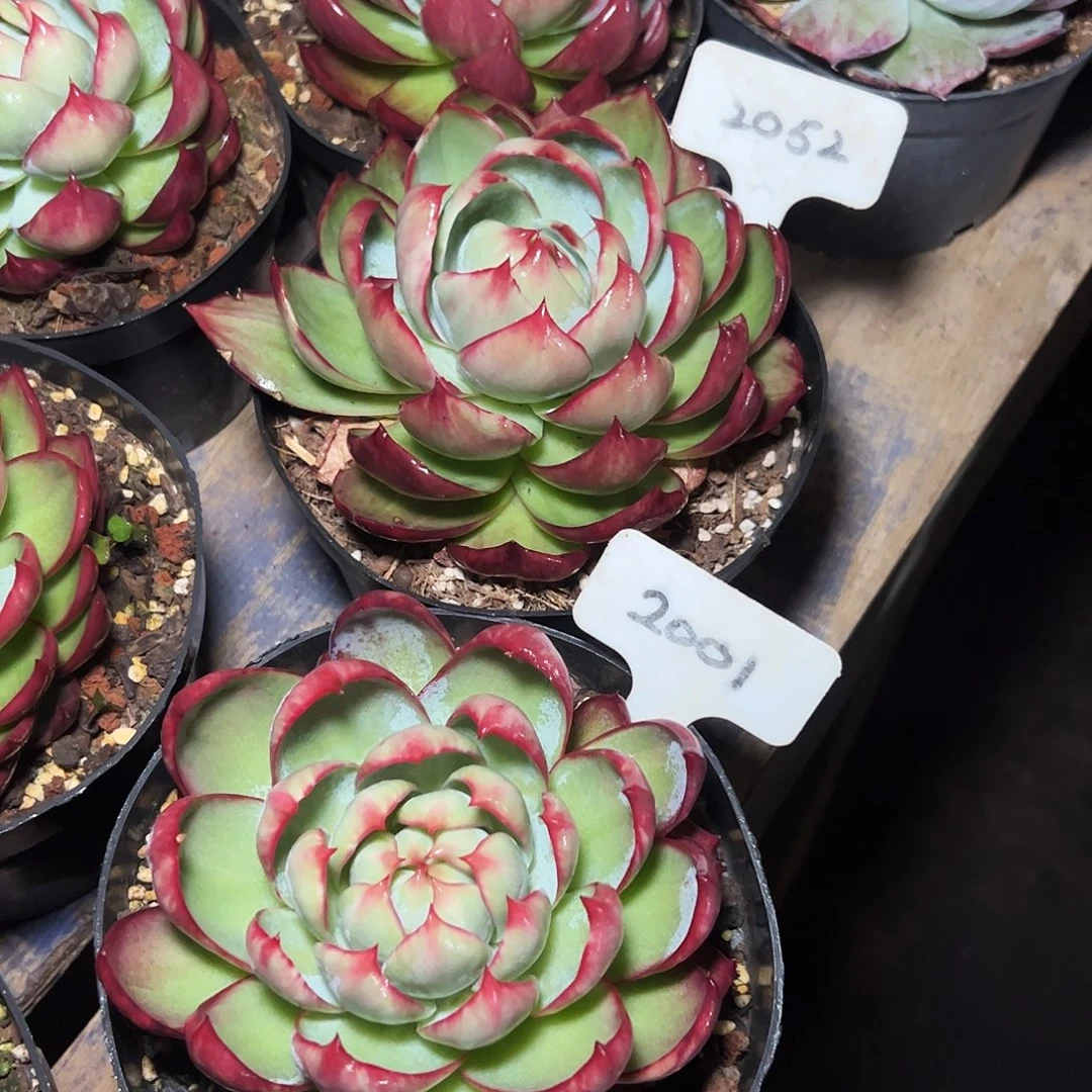 惊鸿仙子2001.2052号