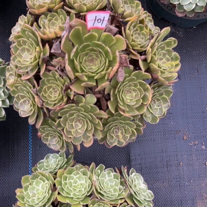 101半夏多肉植物法师