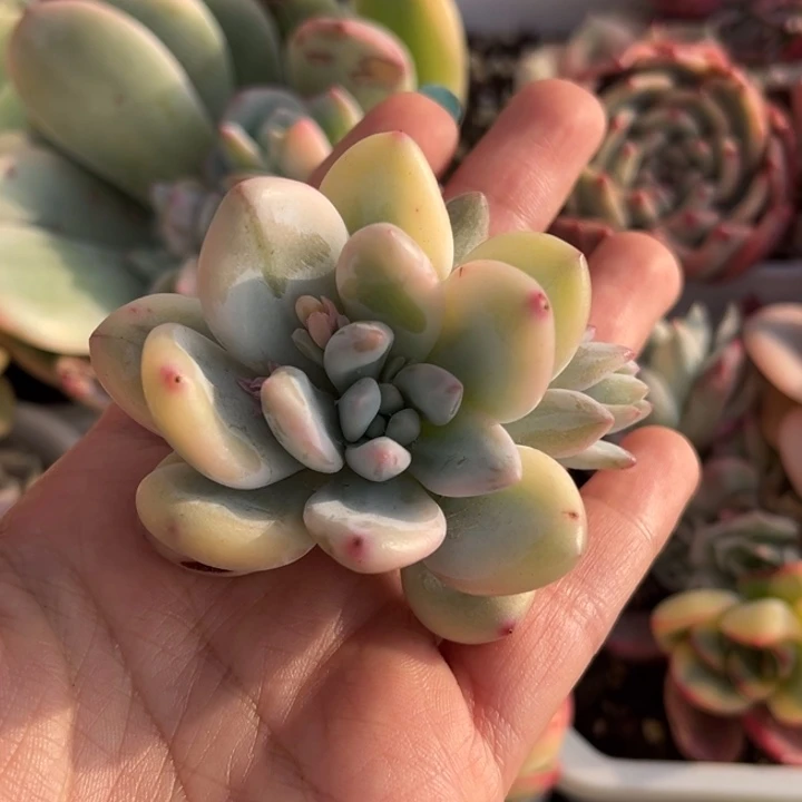 奶酪锦一颗价格发货