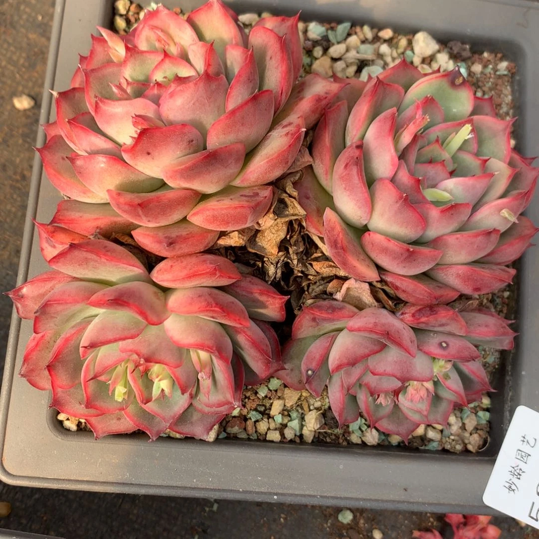 5350杂交精品基地13厘米