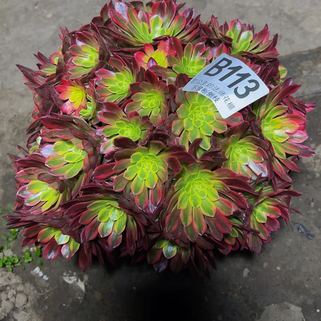 法师法师15-33包邮法师