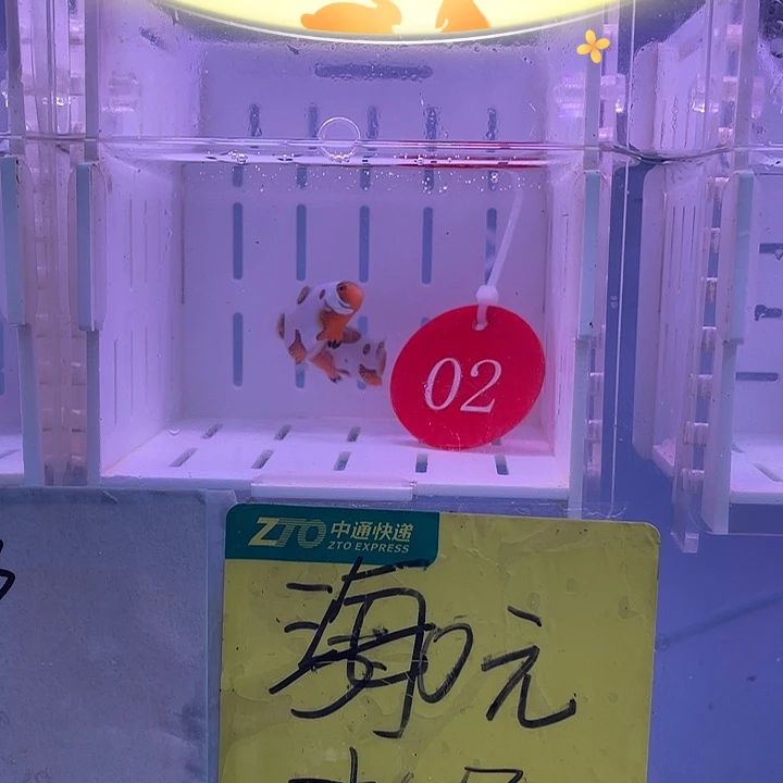 海水鱼精品毕加索一对