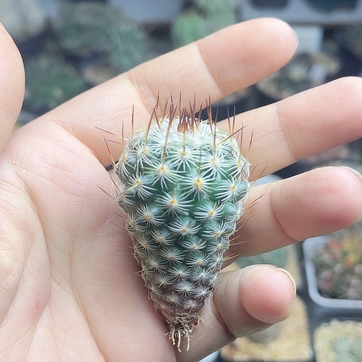 幸福柱实生已修改3.2公分