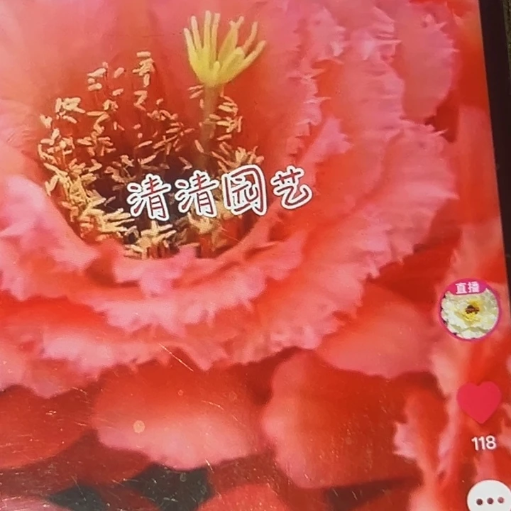 清清霞光满天根瑕疵仙人球