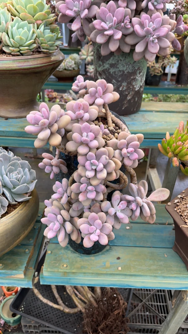 整桩无砍老桩桃蛋带盆