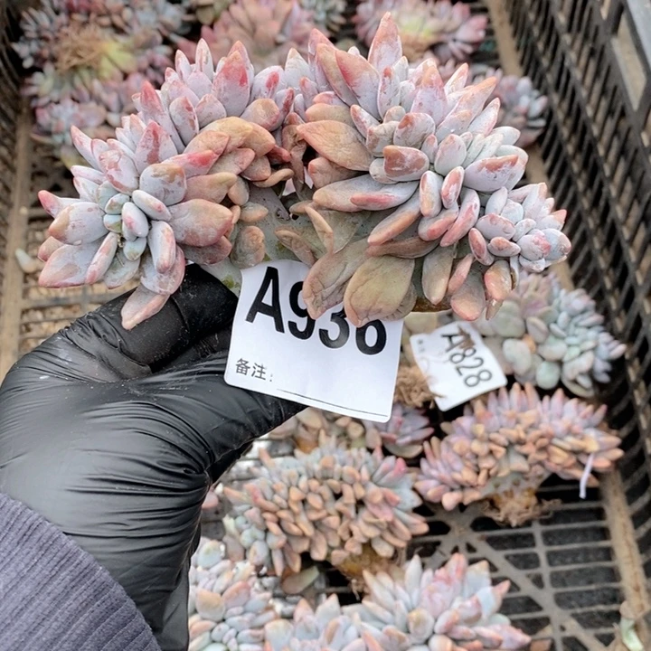 ✎***寻936 粉兔缀哇哇哇呀