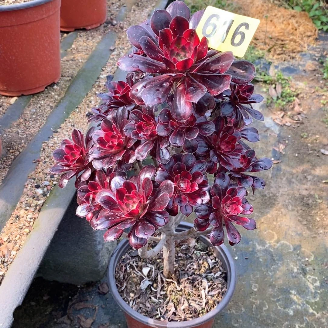 香奈儿多肉法师616