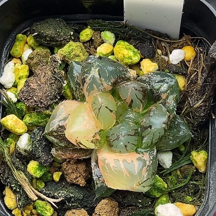 18龙爪玉露锦（畸形叶，介意勿拍）