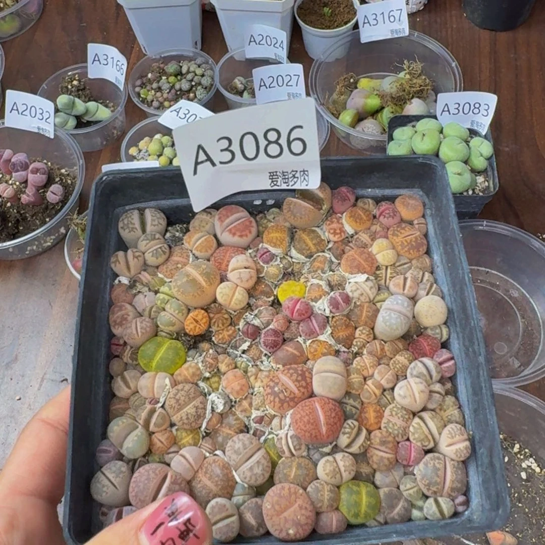 3086--生石花 肉锥