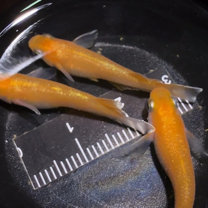 青鳉鱼一物一拍759