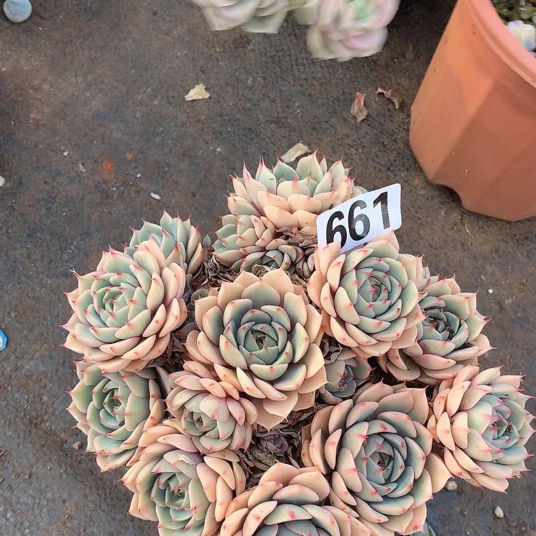 661本吧一物一拍多肉