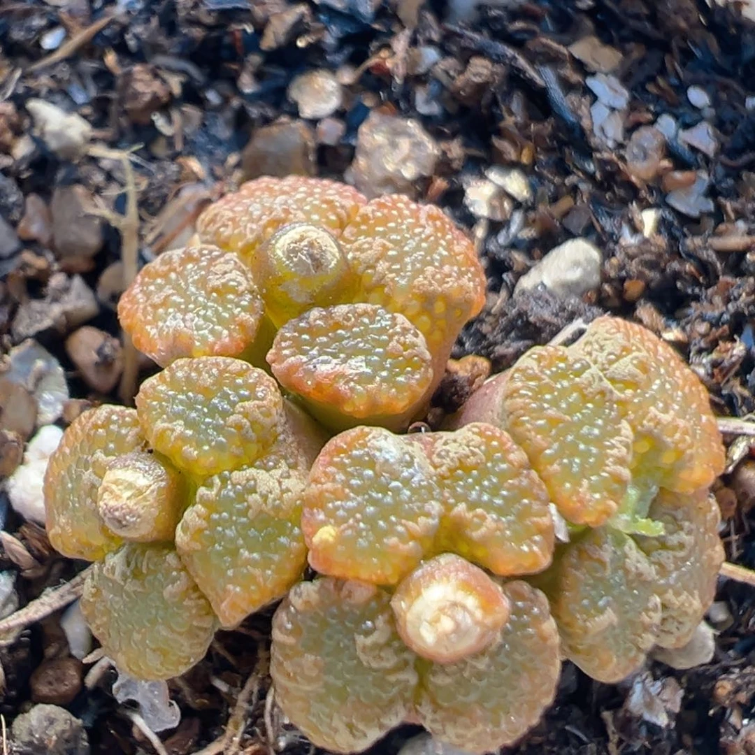 36多肉植物百科知识