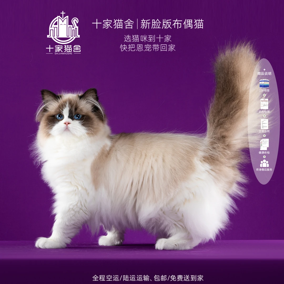 【十家猫舍】粉黛-妹妹 I新脸版布偶猫I猫咪活体