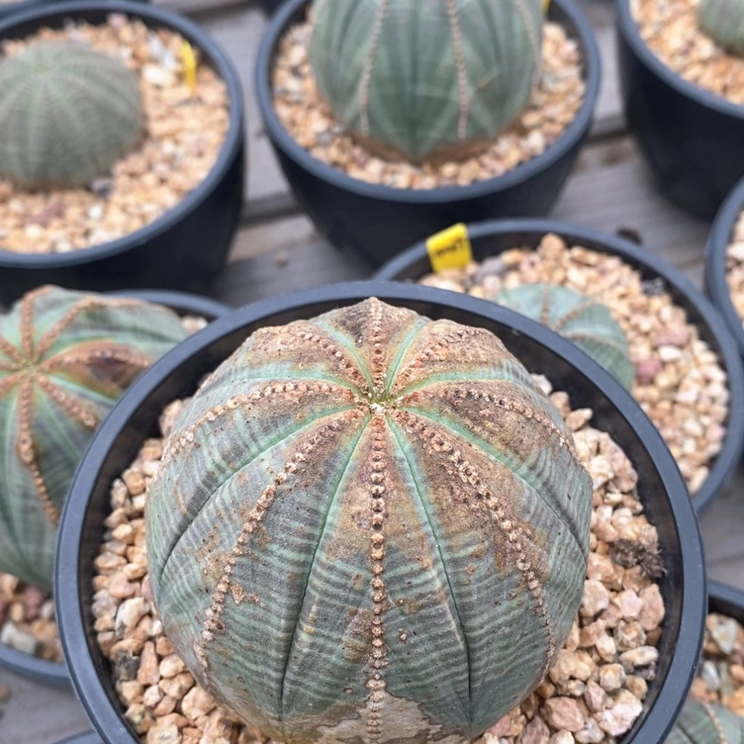 16布纹球精品一物一拍