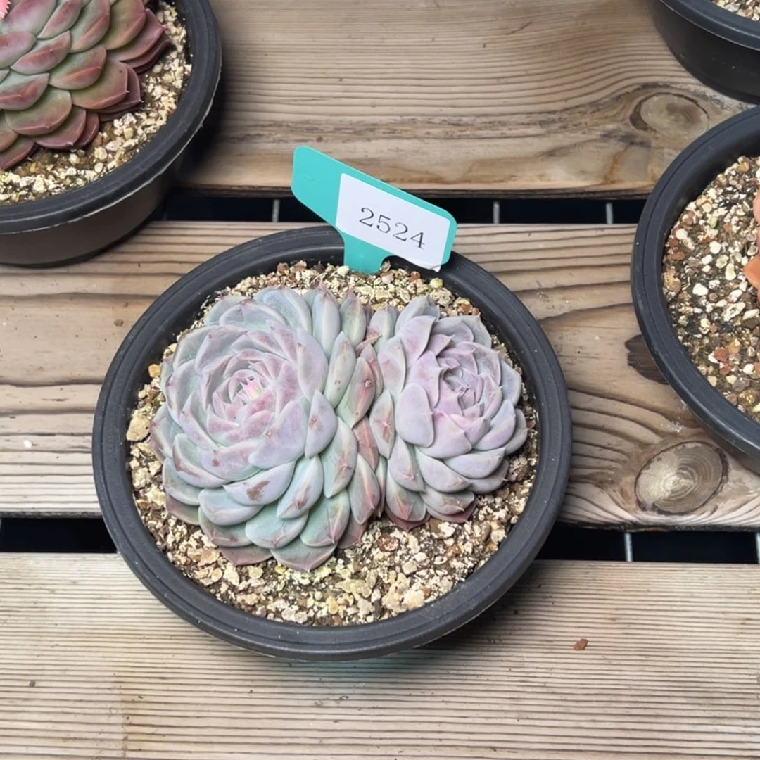 植*学2524多肉多多多多