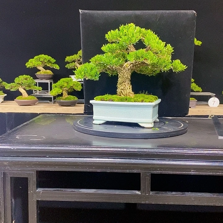 无花朵黄杨盆景四季常青不落叶