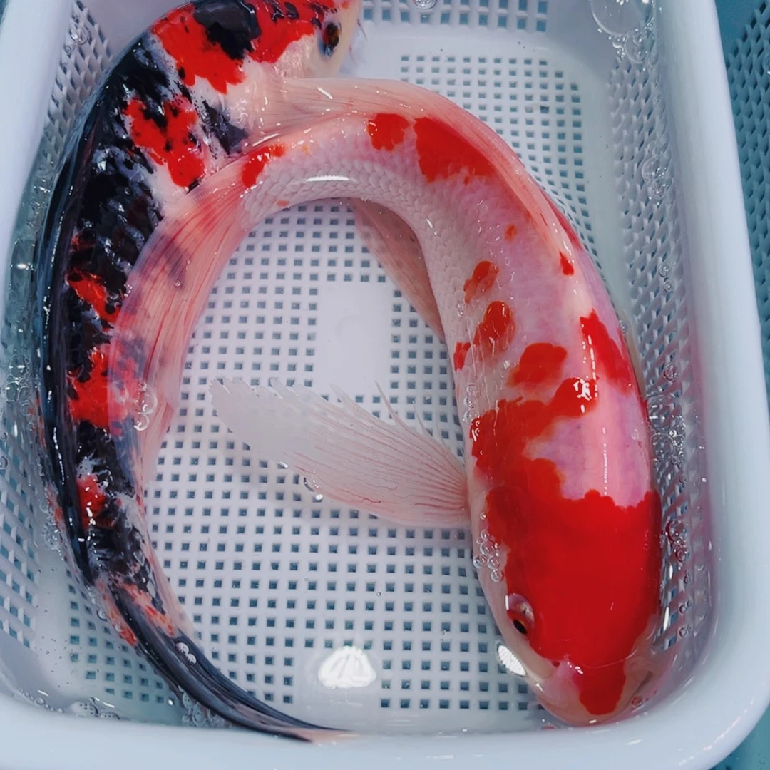 锦鲤锦鲤冷水鱼观赏621