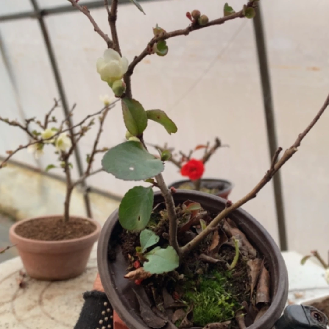 【闪购商品】(****)原生小品