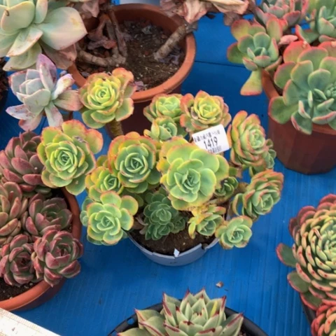 夏*1419柠檬玫瑰