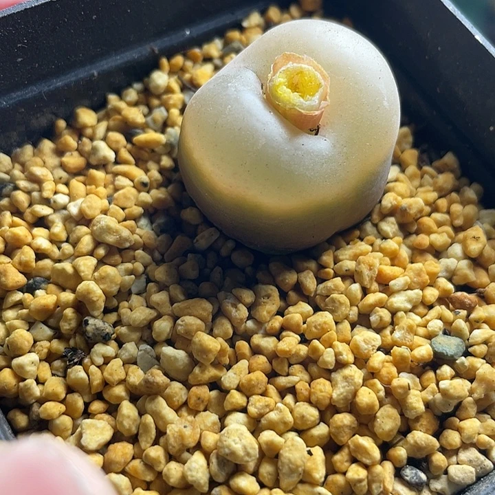 佳人园艺多肉生石花水蜜桃650