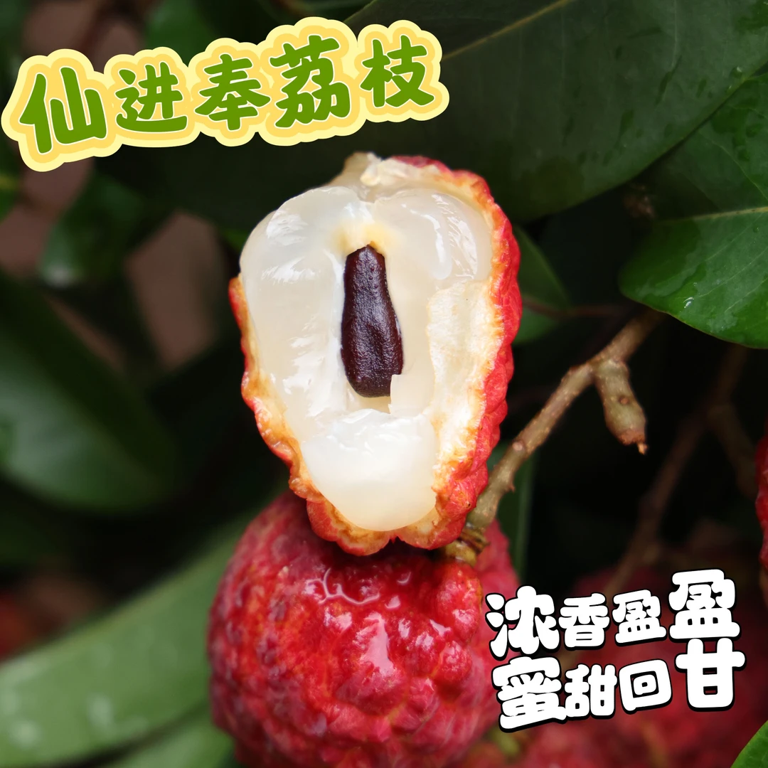 仙进奉荔枝 浓香盈盈 蜜甜回甘 3斤起 带枝条发货 顺丰空运