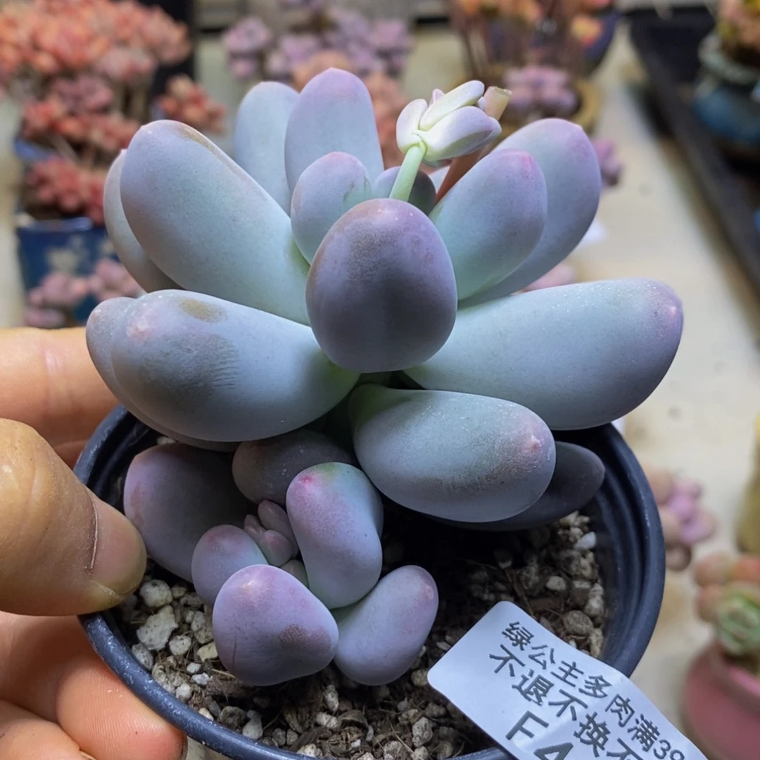 440 米可奶酪7 厘米运输会有掉叶