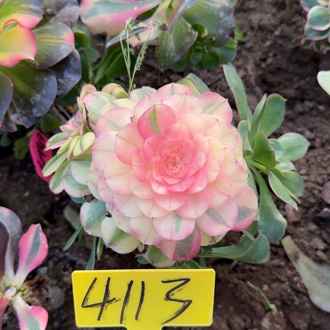 4113---唐三彩多头多肉