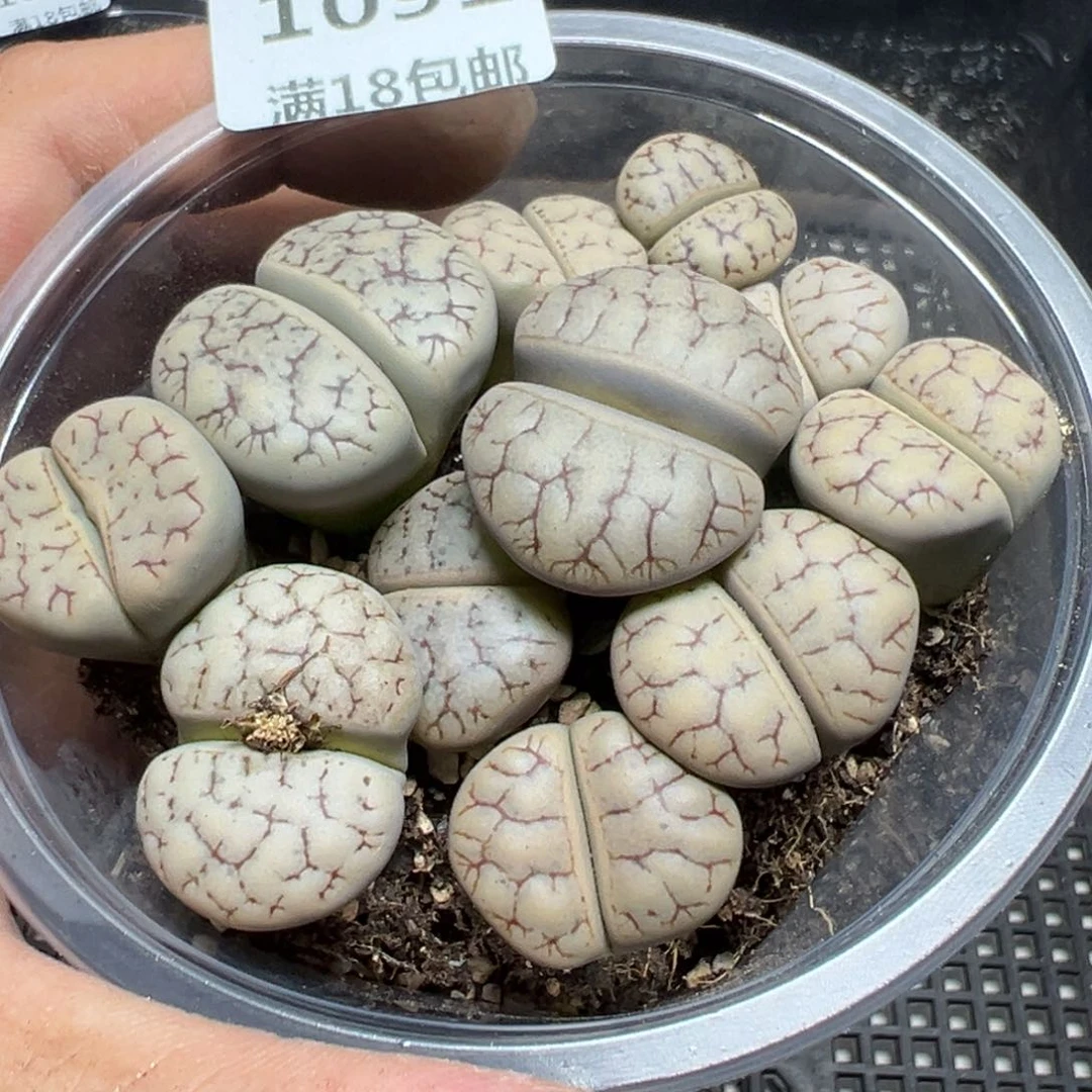 【闪购商品】 1091。