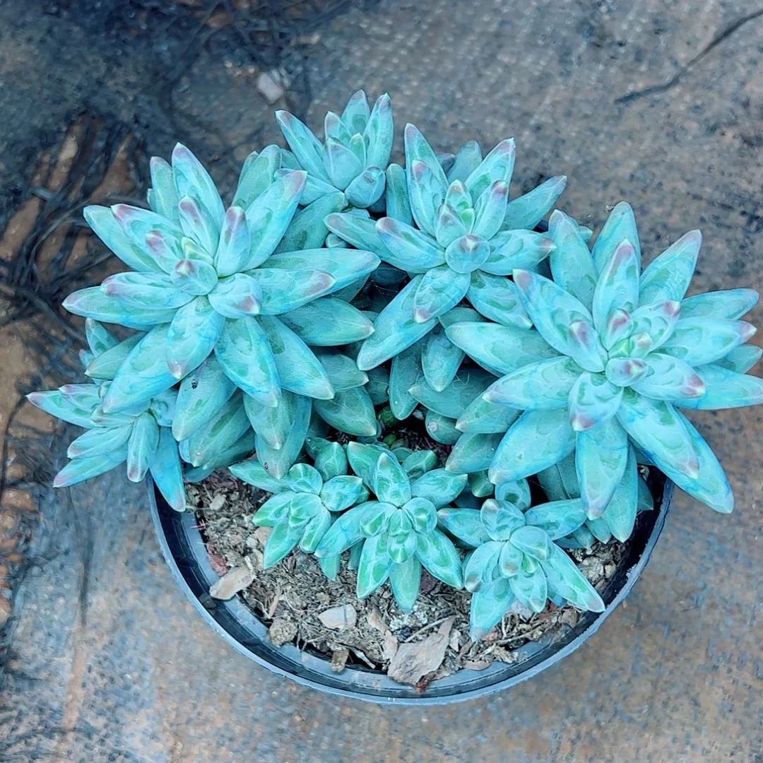 凤羽大群，一物一拍