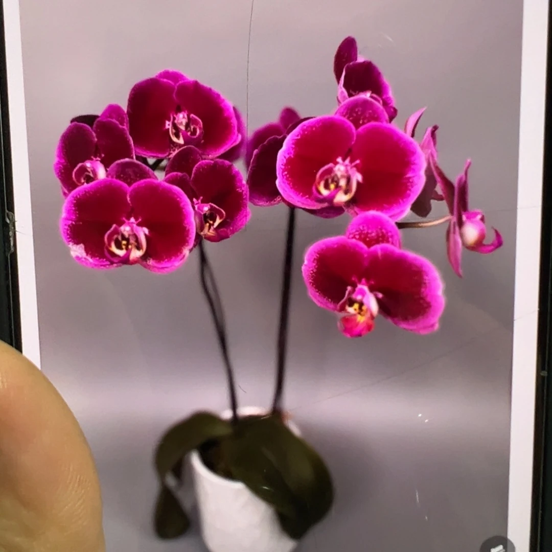 当前无花栽培后可以开花双剑天后一号浮力请凑单一颗不发货