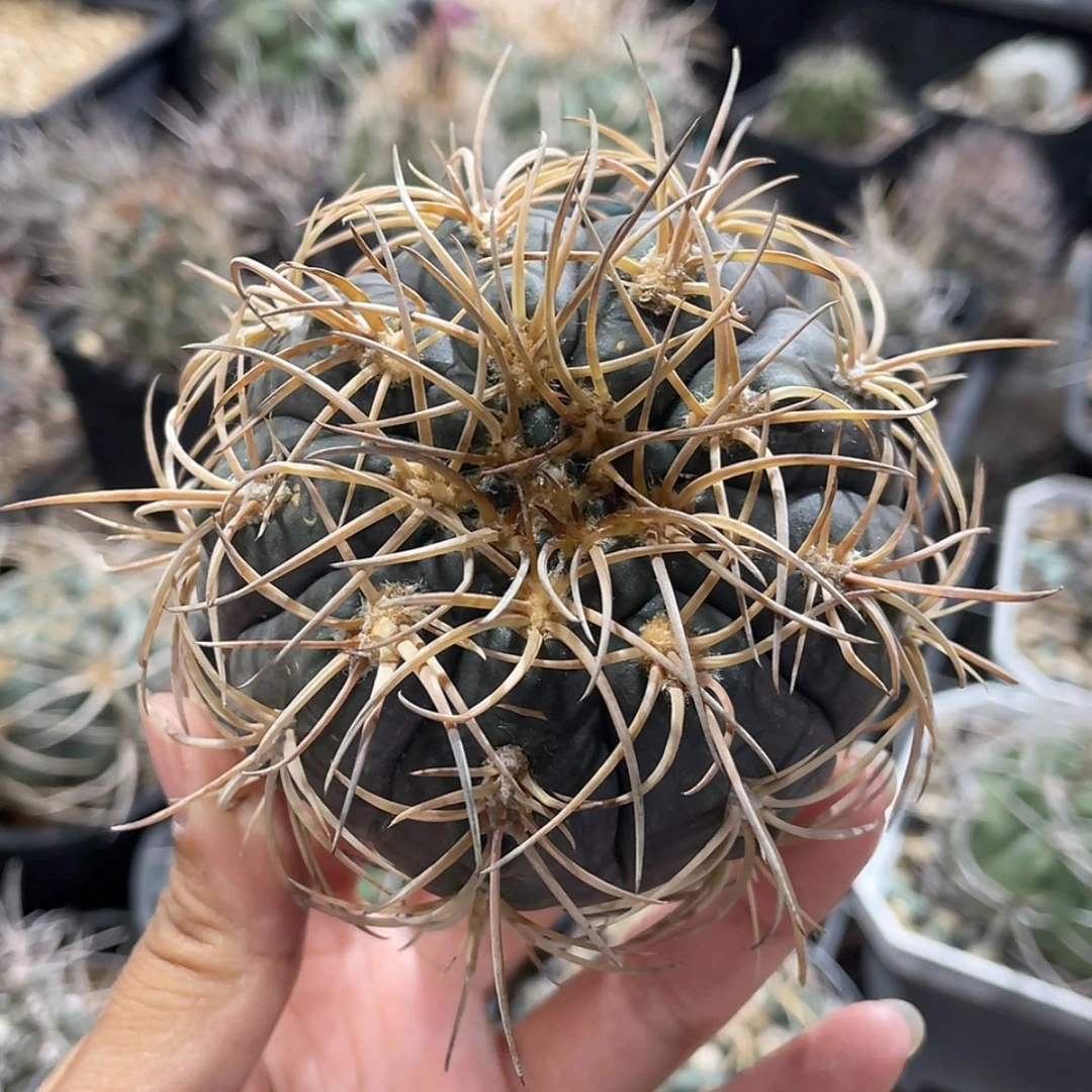 【闪购商品】伏刺天平冒根芽66666