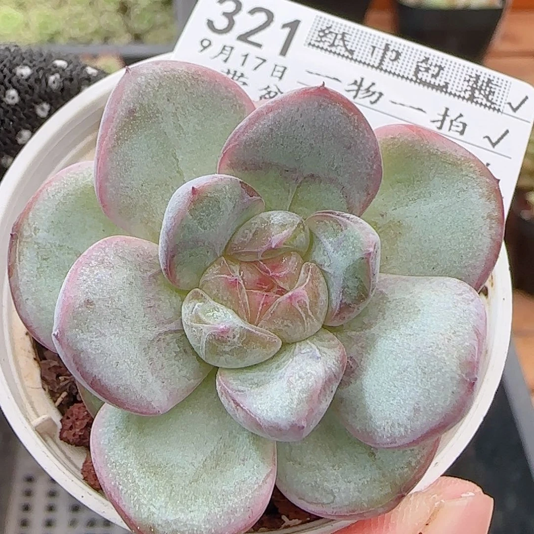 多肉0917-321星星珍妮