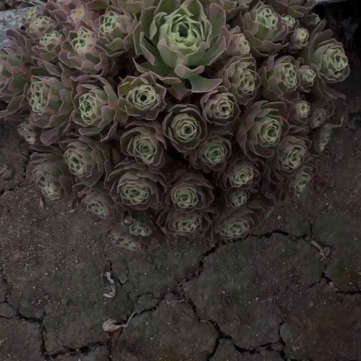 ℒ****多肉植物白凤锦。