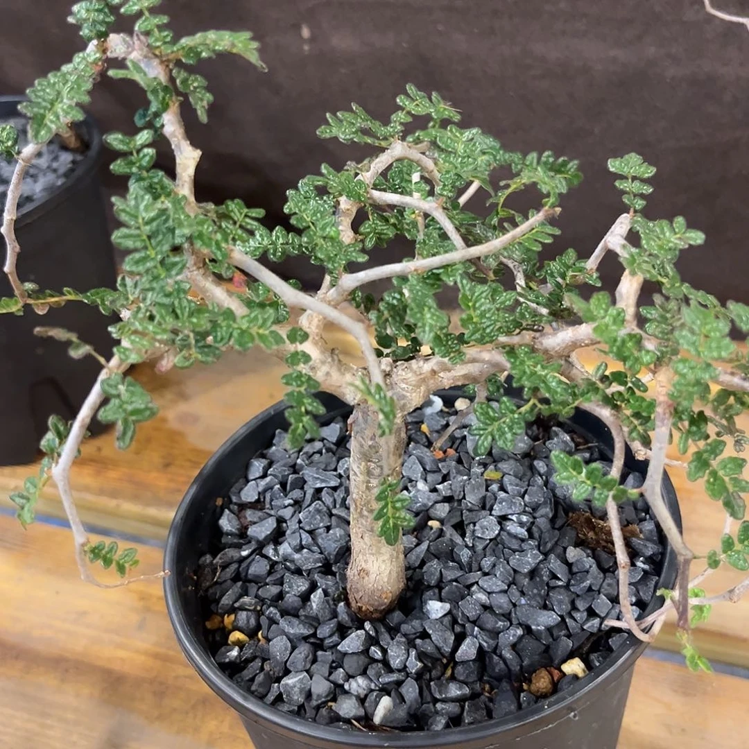 汤圆植物滔天橄榄香